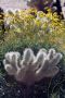 13JoshuaTree - 44